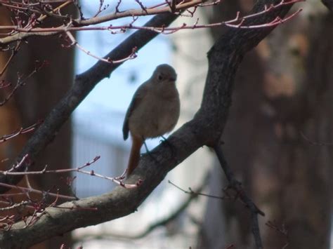 夢見小鳥出生|夢見鳥、小鳥